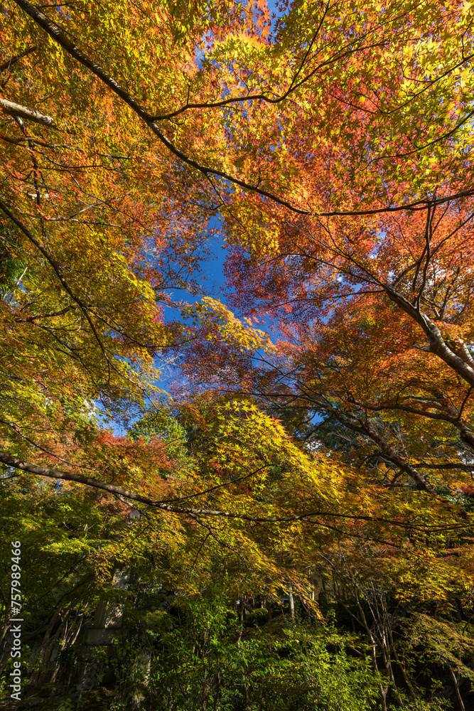 日本　滋賀県愛知郡愛荘町にある湖東三山の一つ、金剛輪寺の境内の紅葉