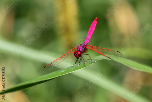 close up pink dragonfly sitting on a branch on a green background