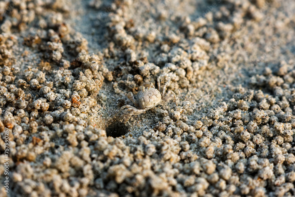A closeup Ghost crab on the beach is making many balls of sand on the beach. In fact, it was eating the nutrients in the sand by the sea. A closeup Ghost crab on the beach is making many balls of sand on the beach. In fact, it was eating the nutrients in the sand by the sea.