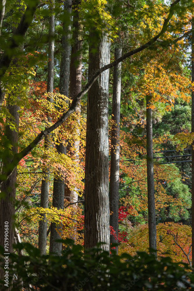 Fototapeta premium 日本 滋賀県愛知郡愛荘町にある湖東三山の一つ、金剛輪寺の境内の紅葉