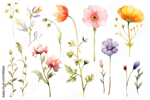 A collection of watercolor flowers in various colors and sizes