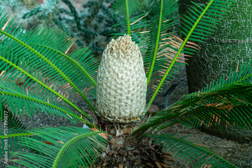 Dioon edule male (Mexican Double Palm Fern). Botanical garden Heidelberg, Baden Wuerttemberg, Germany photo