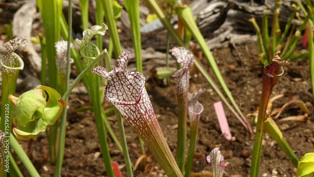 Sarracenia leucophylla (crimson pitcherplant) Sarracenia leucophylla (crimson pitcherplant)