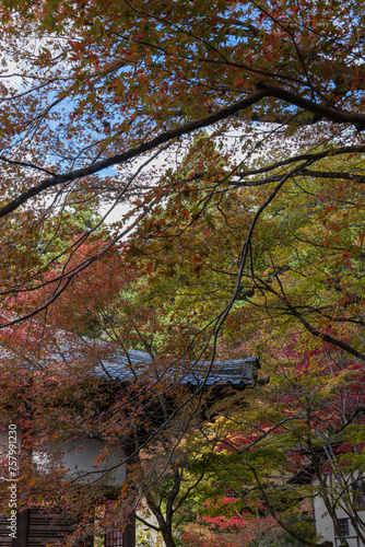 日本 滋賀県愛知郡愛荘町にある湖東三山の一つ、金剛輪寺の明寿院庭園と紅葉
