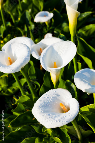 Beautiful white calla lily flowers blooming in the field of Jhuzihu in Taipei, Taiwan.  photo