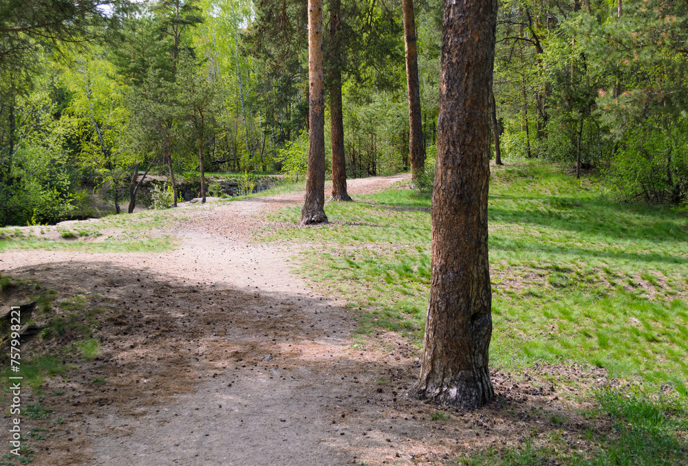 Trunks of pine trees and a path next to them in the thicket of a green forest Trunks of pine trees and a path next to them in the thicket of a green forest