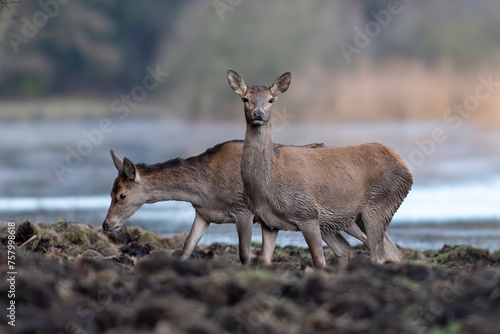 Fototapeta Naklejka Na Ścianę i Meble -  Deer hinds in a natural habitat