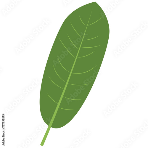 Tropical Leaf Vector