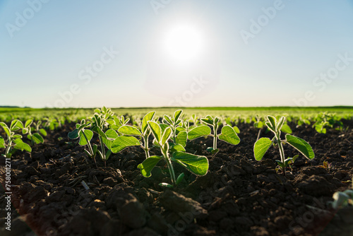 Small soybean plants grow in a field in black soil. Beautiful soybean sprouts grow in an agricultural field photo