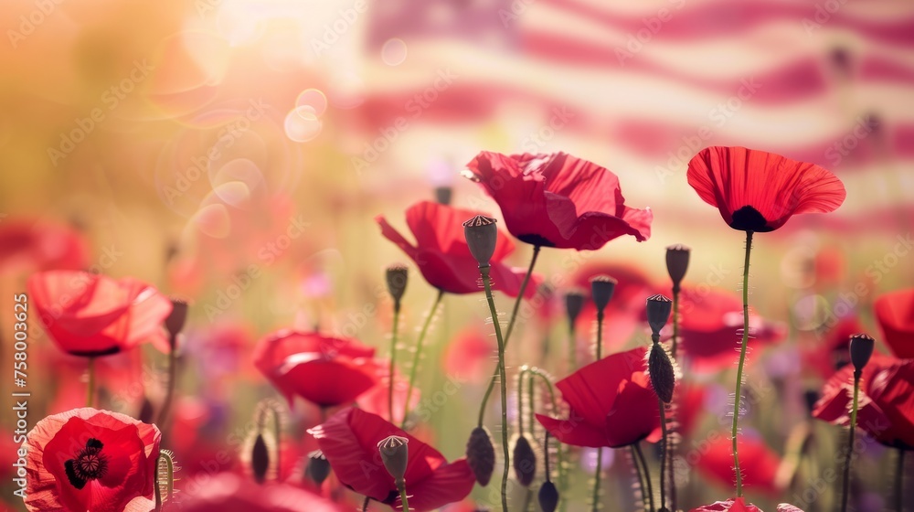 Fototapeta premium Field of red poppy with american flag on background