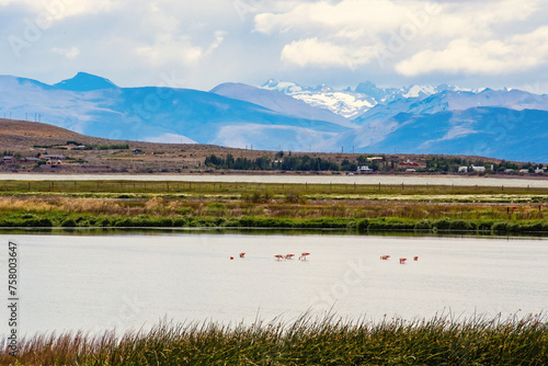 Laguna Nimez with lots of pink flamingoes in Santa Cruz Argentina photo