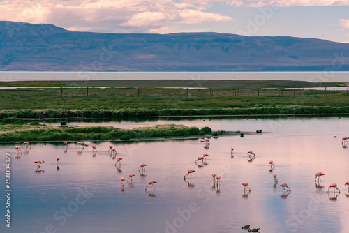 Laguna Nimez with lots of pink flamingoes in Santa Cruz Argentina