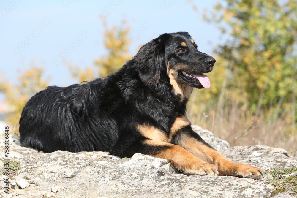 Nice young hovawart lying on the rock Nice young hovawart lying on the rock