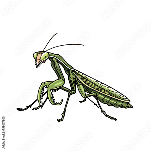 a green grasshopper with a large tail and a tail.