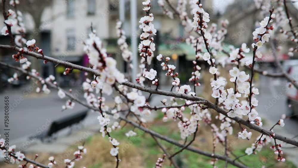 Branch with beautiful white flowers in full bloom on a spring day on a street of Paris, France. Branch with beautiful white flowers in full bloom on a spring day on a street of Paris, France.