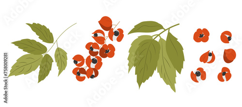 Guarana plant, set of  leaves and fruits. Medicinal antioxidant superfood. Vector illustration.