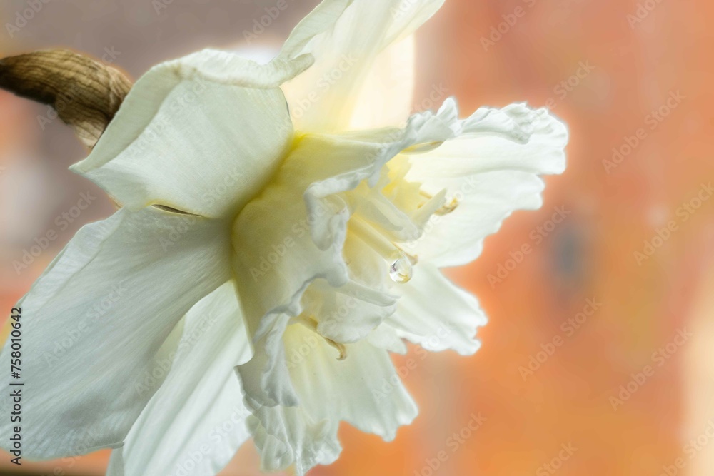 Obraz premium Bright blooming daffodils on the blurred background of green field and blue sky. Flowering narcissus. Spring flowers. Shallow depth of field. Selective focus.