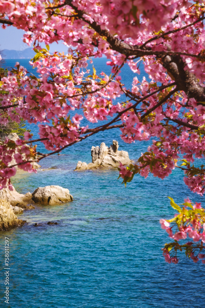 河津桜と瀬戸内海の風景
