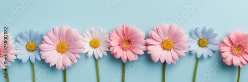 Banner spring flowers pink blue and white color with space for text at blue background.Valentine s Day  Birthday  Happy Women s Day  Mother s Day concept.