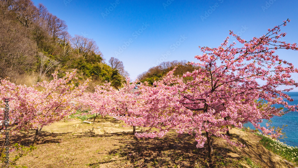 河津桜のある風景
河津桜のある風景