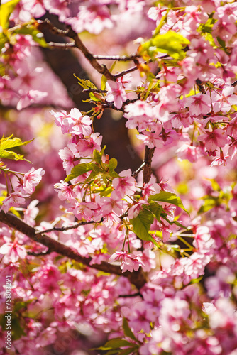 春の日差しに映える河津桜 