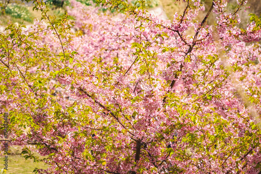 河津桜のある風景
