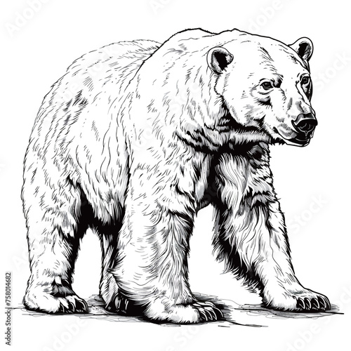 a drawing of a bear that is black and white