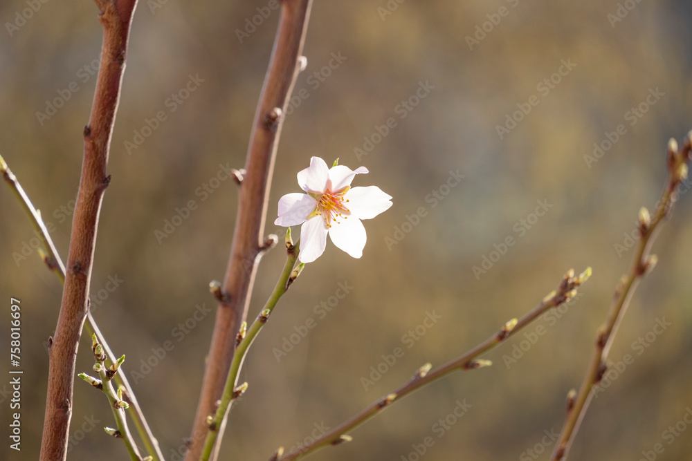 Prunus dulcis. Almond flowers. Flowering almond tree in the garden. Blooming pink flowers on the branches