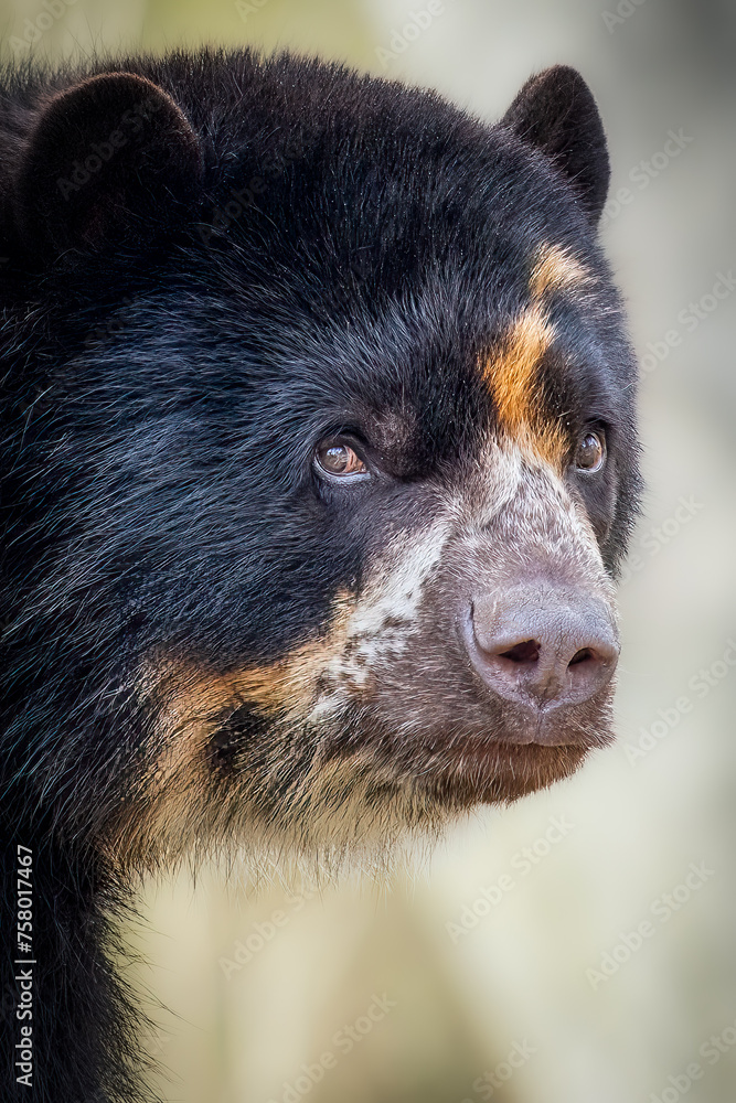 Close-Up Portrait of a Majestic Spectacled Bear Close-Up Portrait of a Majestic Spectacled Bear