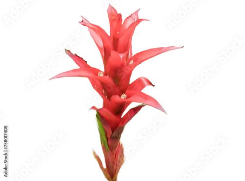 Scarlet star airplant with flower isolated on white. Guzmania lingulata photo