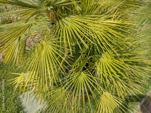 Chamaerops humilis palm. Macro view photo