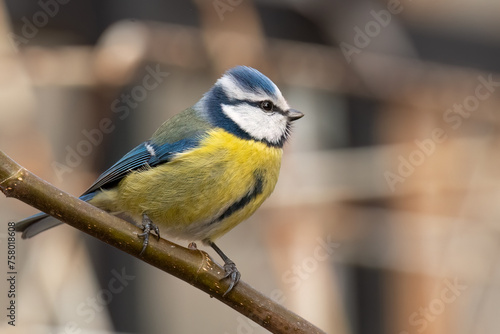 Blue tit is perched on a branch and looking aside