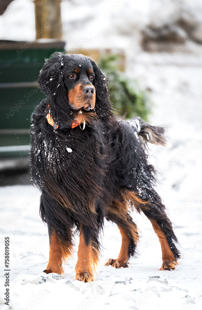 Winter's Guardian: Dog Standing Strong in the Snowstorm