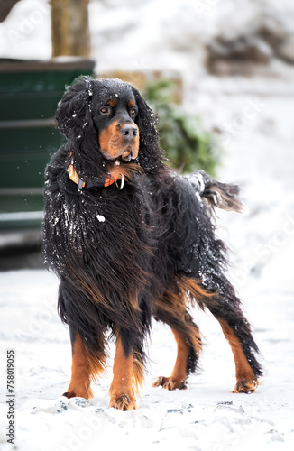 Winter's Guardian: Dog Standing Strong in the Snowstorm