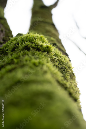 Enchanted Forest: Moss-Covered Tree in Lush Wilderness