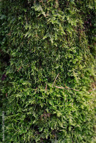 Woodland Embrace: Moss Wrapped Around a Weathered Timber