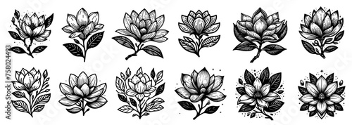 magnolia flowers collection  blooming plants floral decoration  black vector graphic