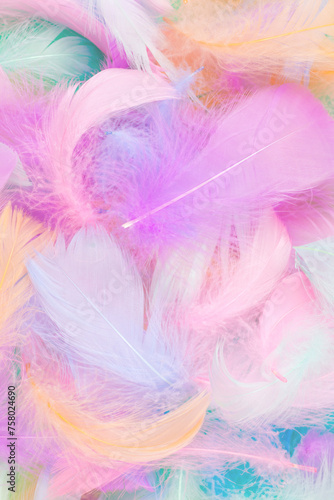Colorful feather background  top view.