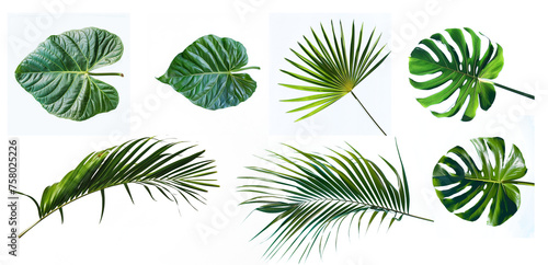 set of tropical leaves. isolated tropic foliage leaf.