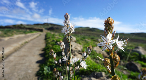 Asphodelus cerasiferus or Branched asphodel is a perennial herb in the Asparagales order in bloom in Teno Alto, Tenerife,Canary Islands,Spain.Selective focus. photo