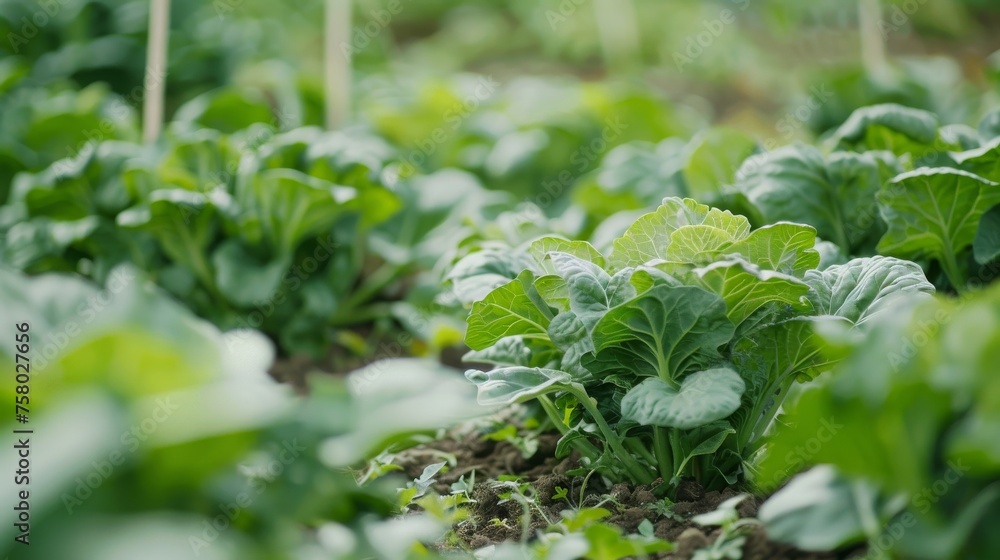 A garden where the vegetables play music for the insects A garden where the vegetables play music for the insects