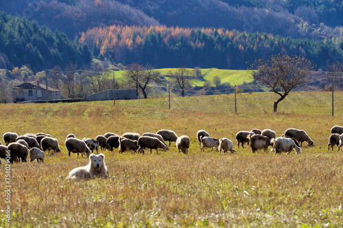 Plateau Campotenese, Morano Calabro, Cosenza district, Pollino National Park, Calabria, Italy, Europe