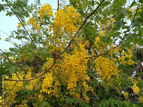 Cassia fistula  also known as golden shower  purging cassia  Indian laburnum  Kani Konna  Konna Poo or pudding-pipe tree  is a flowering plant in the family Fabaceae.  