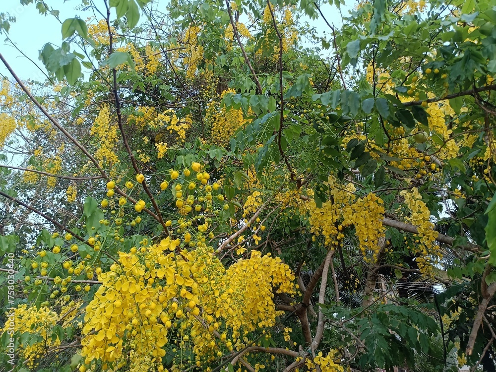 Cassia fistula, also known as golden shower, purging cassia, Indian laburnum, Kani Konna, Konna Poo or pudding-pipe tree, is a flowering plant in the family Fabaceae. 
