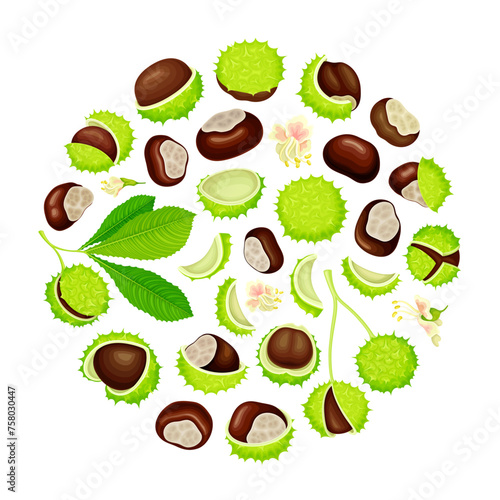 Chestnut Round Composition with Brown Kernel in Green Thorn Shell Vector Template