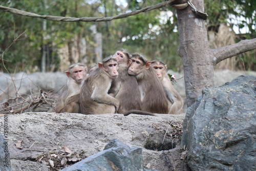 常盤公園　猿　動物園