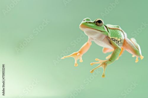 Green tree frog jumping isolated on pastel background with copy space for text.