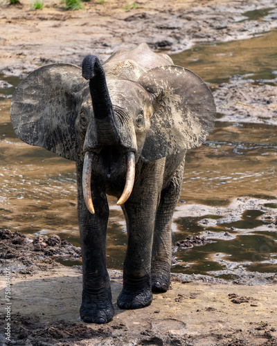 African forest elephant, Loxodonta cyclotis, in Dzanga Bai of Central African Republic. Forest elephants congregate in forest clearings for mineral rich mud. photo