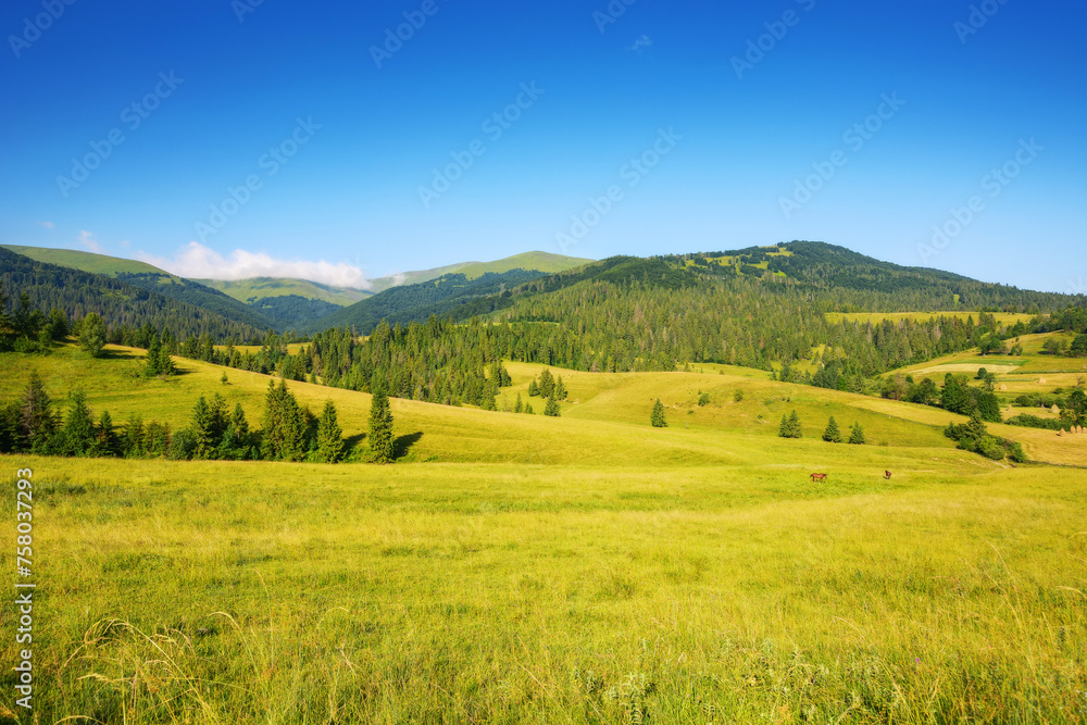 countryside scenery with meadow in mountains of ukraine. wide rolling rural landscape with fields and forested hills on a summer morning. beauty of green carpathian nature in july