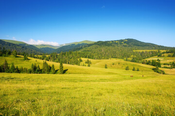 Leinwandbilder Honigfarbe countryside scenery with meadow in mountains of ukraine. wide rolling rural landscape with fields and forested hills on a summer morning. beauty of green carpathian nature in july  © Pellinni